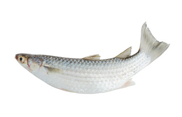 Fresh grey mullet fish isolated on white background