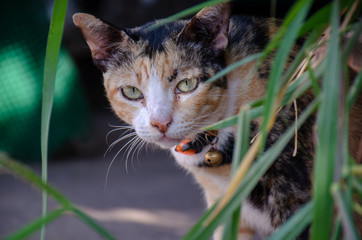 Portrait of black and orange Thai cat with beautiful eyes