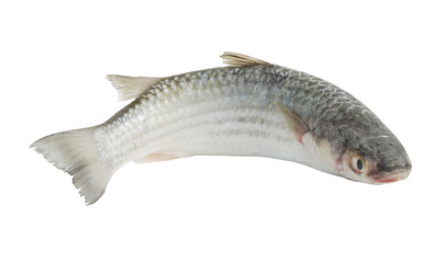 Grey mullet fish isolated on white background