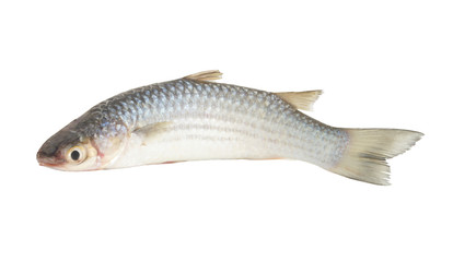 Fresh grey mullet fish isolated on white background