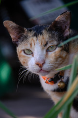 Portrait of black and orange Thai cat with beautiful eyes