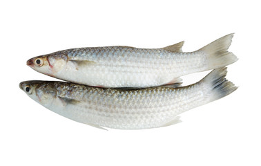 Grey mullet fish isolated on white