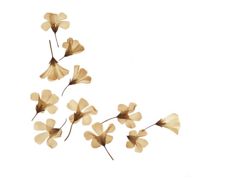 Dry pressed flowers isolated on white background for decoration in concept of Autumn, greeting season or celebration.