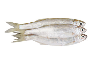 Three bleak freshwater fish isolated on white