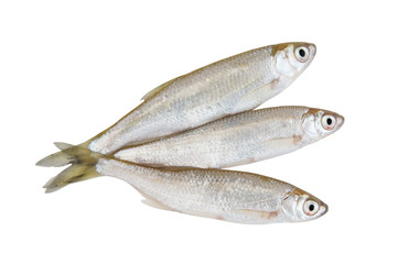 Three bleak freshwater fish isolated on white