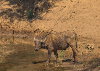 An African buffalo drinks water in a small stream in the Kruger National Park in South Africa image with copy space in horizontal format