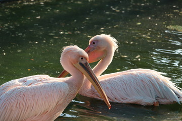 The great white pelican (Pelecanus Onocrotalus) also known as the eastern white pelican, rosy pelican or white pelican, is a large water bird in the family Pelecanidae. Two pelicans on water