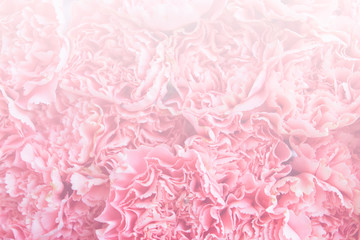 blurred pink fluffy carnation flower