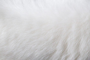 background of white cat fur-image