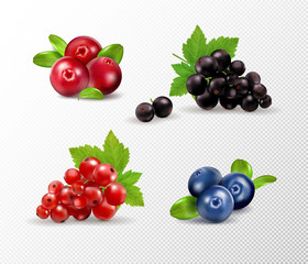 Set of vector realistic berries isolated on transparent background. Raspberry, blueberry, currant, cowberry. Forest berry. Sweet fruit. Realistic illustration. 3d vector icon set