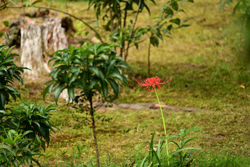 切り株と一輪の彼岸花