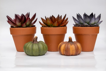 Various colorful succulent echeveria house plants in stone pots and small pumpkins on white background