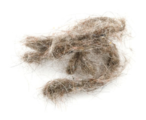 trash with hair closeup isolated on white background. garbage