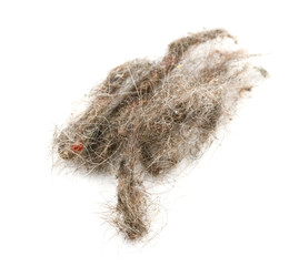 trash with hair closeup isolated on white background. garbage