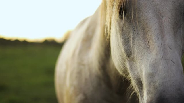 Dramatic Close-up slow motion shot of a beautiful white horse walking towards the camera. The horse lives on a lush green ranch in Hawaii. Shot during Golden hour.
