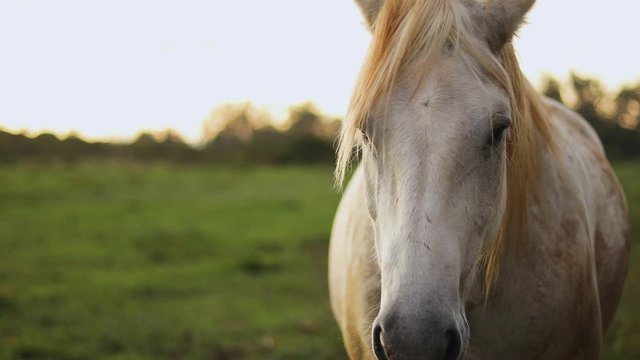 Still shot of a beautiful white horse standing still and looking at the camera. The horse lives on a lush ranch in Hawaii. Shot during golden hour.