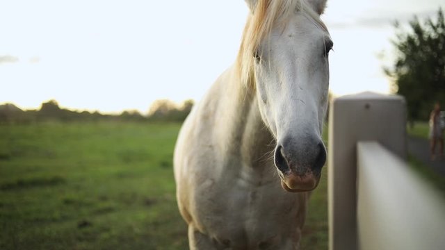 Still shot of a beautiful white horse standing against the fence of a ranch in Hawaii. Shot during golden hour.
