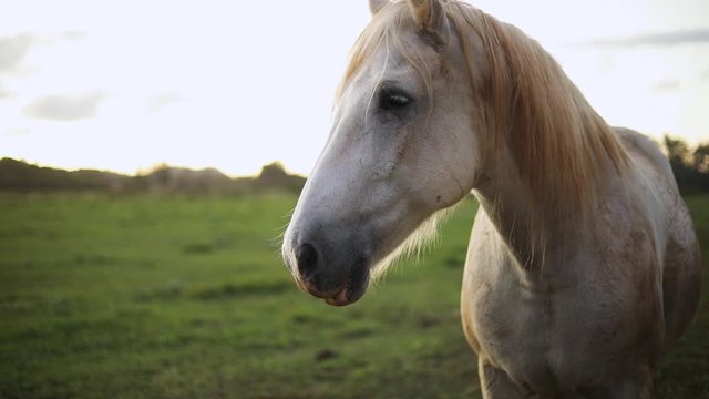 Still slow motion shot of a beautiful white horse standing still and looking at the camera. The horse lives on a lush ranch in Hawaii. Shot during golden hour.