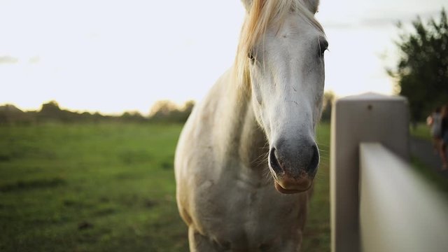 Still shot of a beautiful white horse standing against the fence of a ranch in Hawaii. Shot during golden hour.