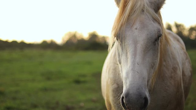 Still shot of a beautiful white horse standing still and looking at the camera. The horse lives on a lush ranch in Hawaii. Shot during golden hour.