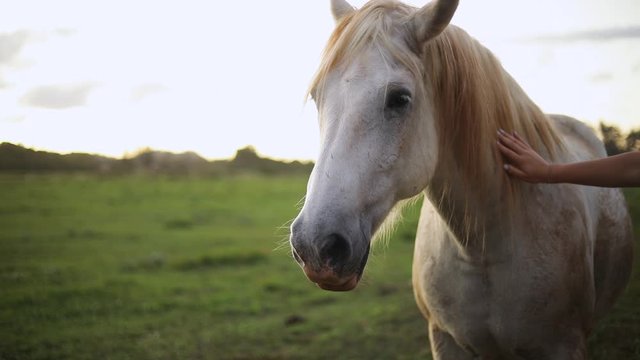 Still shot of a beautiful white horse standing still and being pet by someone. The horse lives on a lush ranch in Hawaii. Shot during golden hour.