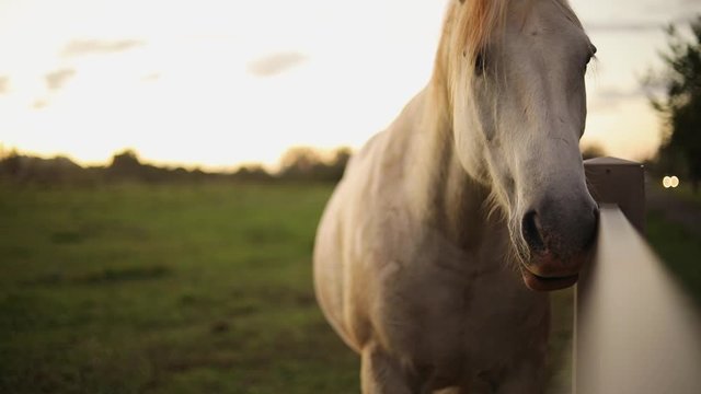 Still shot of a beautiful white horse standing against a fence and looking at the camera. The horse lives on a lush ranch in Hawaii. Shot during golden hour.