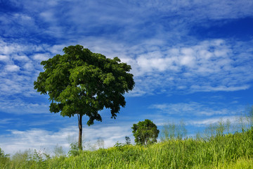 Fototapeta na wymiar background of the tree in Lonely meadow