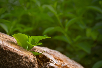 The resurrection tree. Little green plant and soft leaf growing up from dark die tree with selective focus and copy space. Background for Beginner business or Earth day or Environment concept.