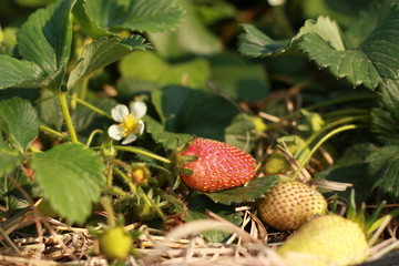 juicy red organically home grown strawberries seen from a low perspective thru leaves and strawberry flowers in a home farm garden ready to be harvested