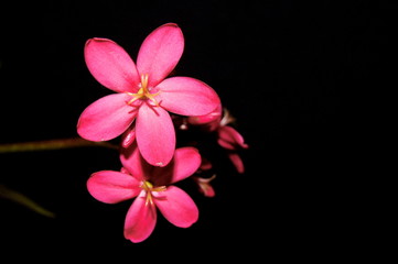 Fototapeta na wymiar Peregrina, Spicy jatropha, Jatropha integerrima Jacq, Euphorbiaceae.