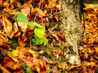 Autumn leaves foliage undergrowth