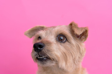 Norfolk Terrier dog against pink background