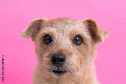 Norfolk Terrier Dog Against Pink Background Wall Mural Wallpaper Murals Blanche Norfolk Terrier Dog Against Pink Background Wall Mural Wallpaper Murals Blanche