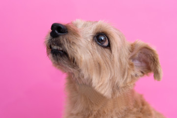 Norfolk Terrier dog against pink background