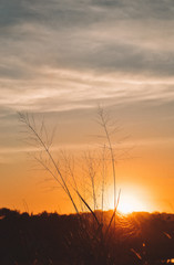 sunset over the field