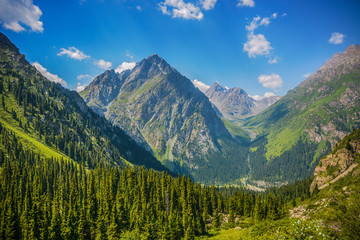Obraz premium Mountain forest landscape under day sky with clouds. Terskey Alatoo mountains.