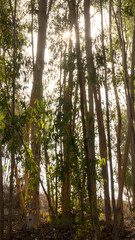 sun trough eucalyptus trees 