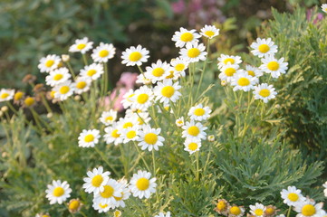 Flower of Daisy, Gold Carpet, Gloden Fleece,  Bellis perennis, Thymophylia  Tenuiloba (DC.) Small, Lucky Symbol The good wishes and wishes to bless the recipient is always good luck.