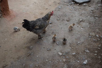 Local chicken with small chicken