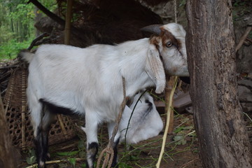 local goat farming