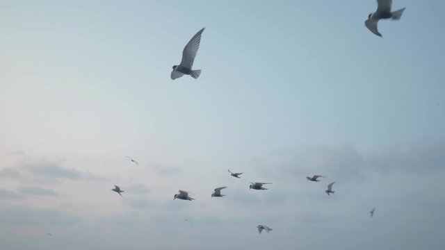 seagull flying in sea of kerla