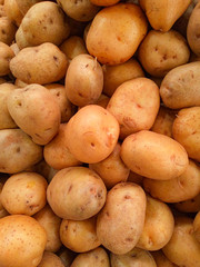 bunch of Fresh organic potatoes, new potatoes on farmer market