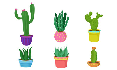 Set of cacti in multi-colored flower pots. Vector illustration.