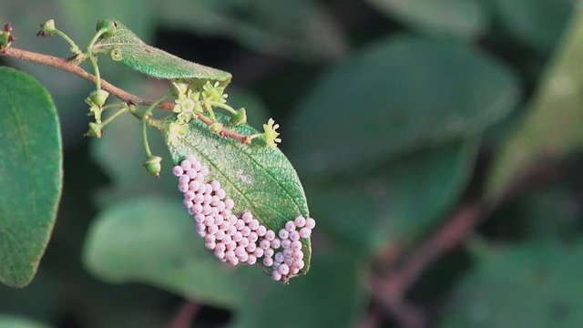 Lizard Eggs on a Green Leaf