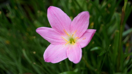 Fototapeta premium Raindrops, Rain lily, Zephyr, Fairy, Atamasco, Crocus, Peruvian swamp, Swamp, Zephyranthes spp., natural background. blooming in garden.