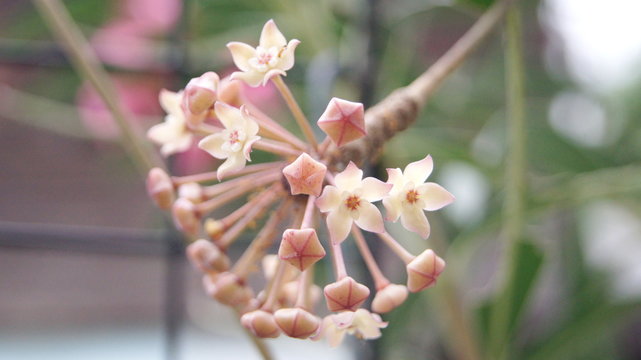 Hoya macrophylla, Apocyneceae, Inflorescence white flowers resembling star-shaped fragrant soft.
