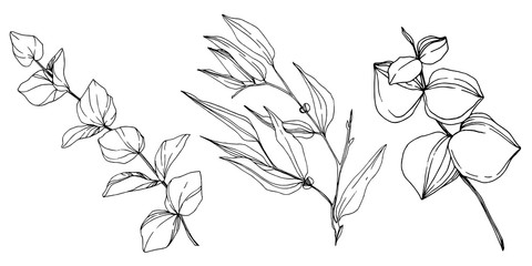 Vector Eucalyptus tree leaves. Black and white engraved ink art. Isolated eucalyptus illustration element. - 296006409