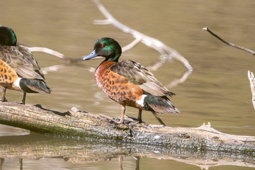 Obraz premium Chestnut Teal in Australia