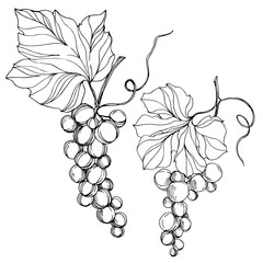 Vector Grape berry healthy food. Black and white engraved ink art. Isolated grape illustration element.