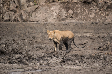 Hungry Lioness walking across charcoal muddy dried up waterhole. Legs and tail covered in mud as if having a mud bath. Kruger National park, South Africa